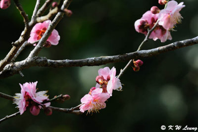 Plum blossom DSC_4567