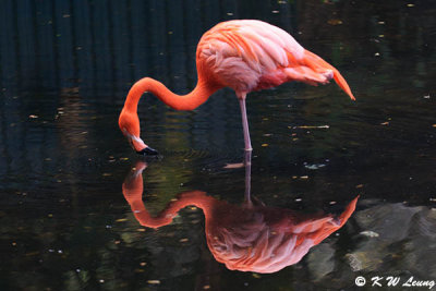 Flamingo DSC_4637