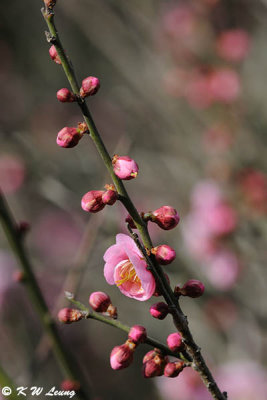 Plum blossom DSC_4515