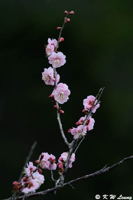 Plum blossom DSC_4533