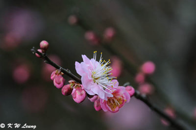 Plum blossom DSC_4506