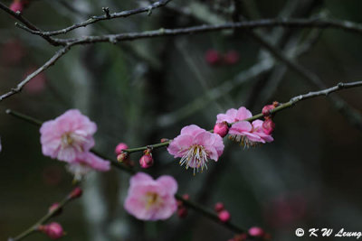 Plum blossom DSC_4500