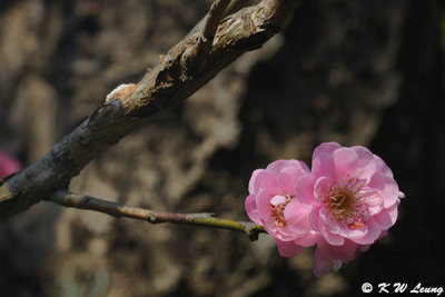 Plum blossom DSC_4608