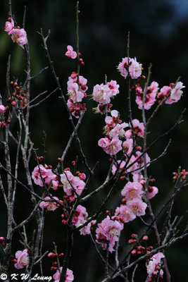 Plum blossom DSC_4535