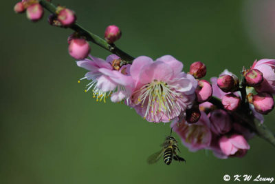 Plum blossom DSC_4492