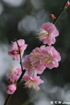 Plum blossom DSC_4400