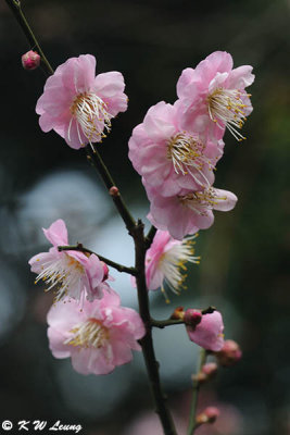 Plum blossom DSC_4408