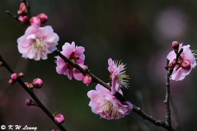 Plum blossom DSC_4495