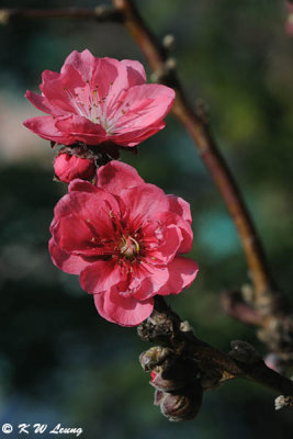 Peach blossom (桃花)