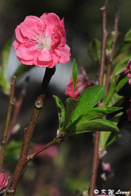 Peach blossom DSC_4752