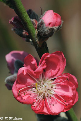 Peach blossom DSC_4733