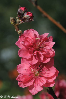 Peach blossom DSC_4739