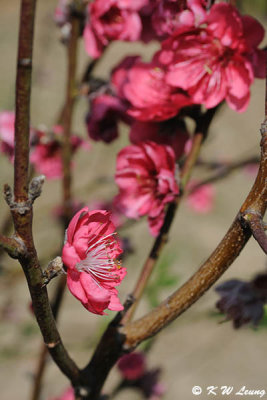 Peach blossom DSC_4655