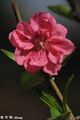 Peach blossom DSC_4723