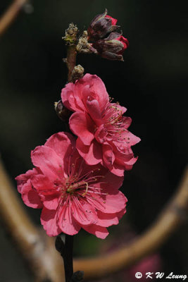Peach blossom DSC_4729