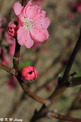 Peach blossom DSC_4667