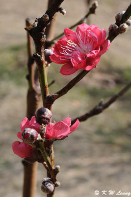 Peach blossom DSC_4695
