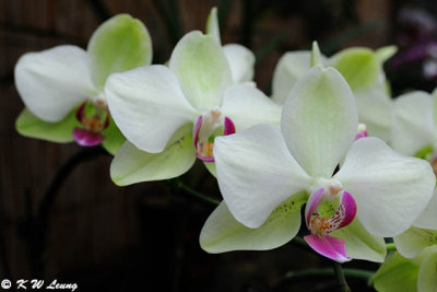 Orchid (DSC_7378)