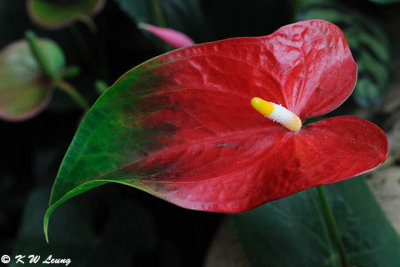 Anthurium DSC_7362