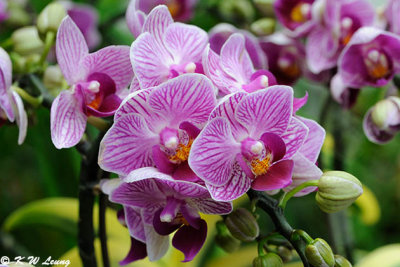 Orchid (DSC_7360)
