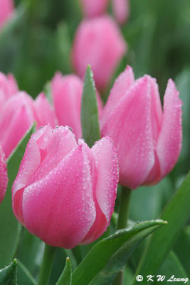 Tulip DSC_9193