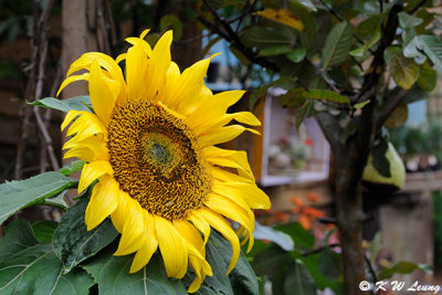 Sunflower DSC_9230