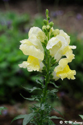 Snapdragon DSC_9244