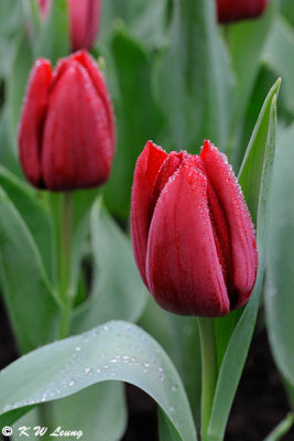 Tulip DSC_9223