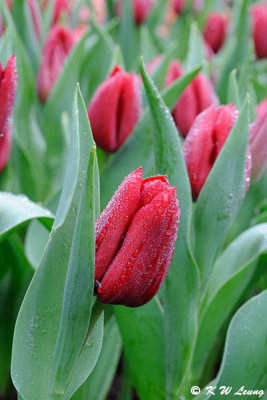 Tulip DSC_9227