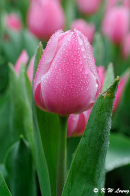 Tulip DSC_9205