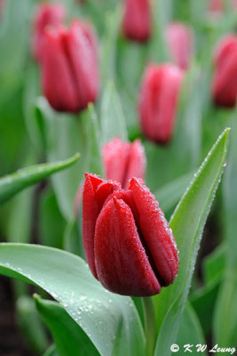 Tulip DSC_9216