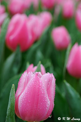 Tulip DSC_9215