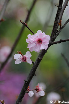 Plum blossom DSC_9502