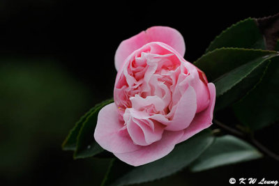 Camellia DSC_9495