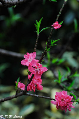 Peach blossom DSC_9521