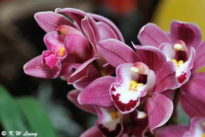 Orchid DSC_1073