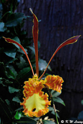 Orchid DSC_0998