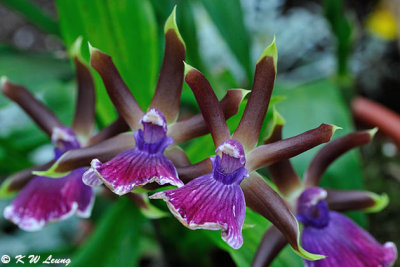 Orchid DSC_1051