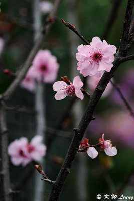 Plum blossom DSC_9508