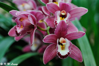 Orchid DSC_1060