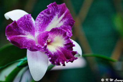 Orchid DSC_1023