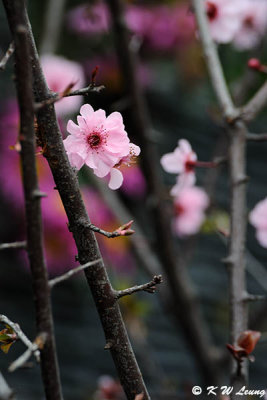 Plum blossom DSC_9507