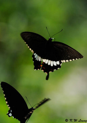 Papilio polytes (玉帶鳳蝶)