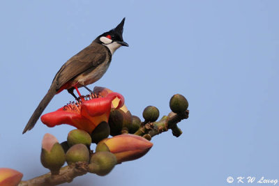 Red-whiskered Bulbul DSC_5829