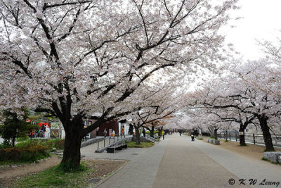 Sakura DSC_2582