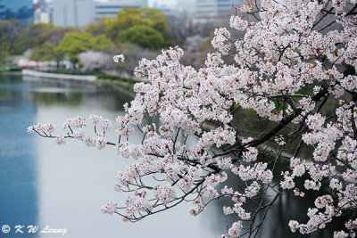 Sakura DSC_2634