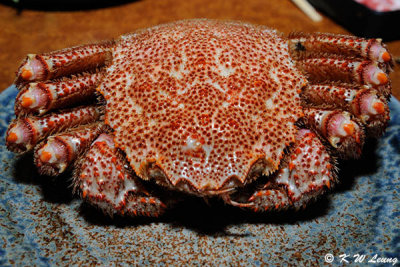 Hairy crab DSC_3430