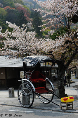 Japanese rickshaw under sakura tree DSC_3354