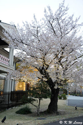 Kyusakuranomiya Kokaido DSC_2680