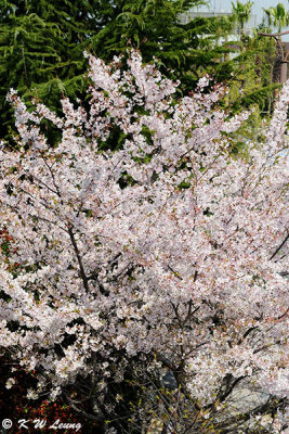 Sakura DSC_2708